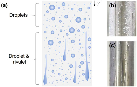 Dropwise condensation on a vertical surface: (a) droplet and rivulet regions, (b, c) visualization.